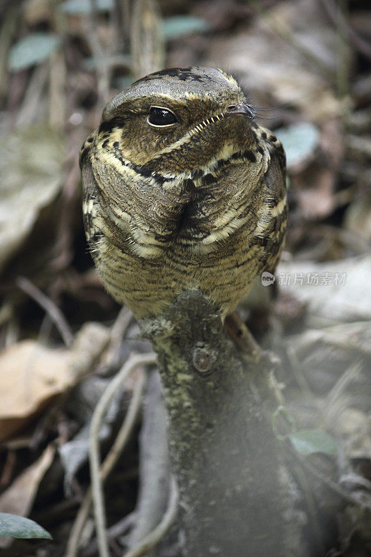 大尾夜莺(Caprimulgus macrurus)